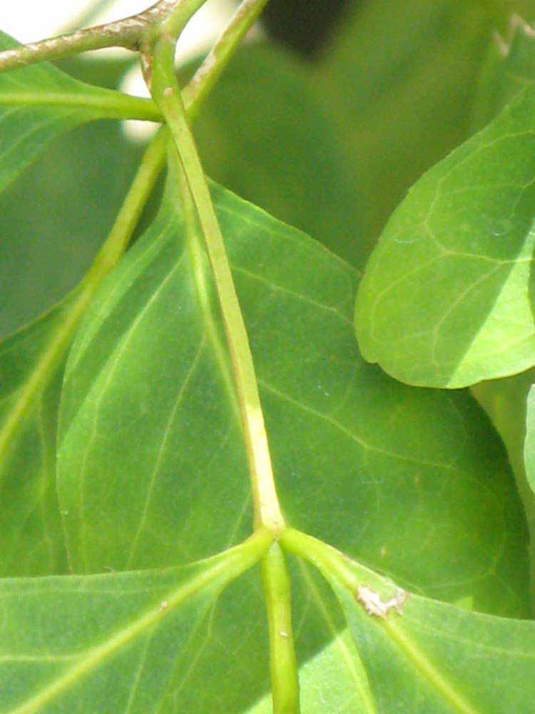               Petiole (Nigerian Powder Flask,   Winter Haven, FL)   